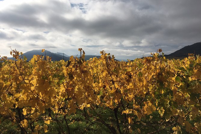 5H00 ALSACE PRIVATE TOUR-Castle, Villages, Wine, Friendly Driver - Who gets the best value from this tour
