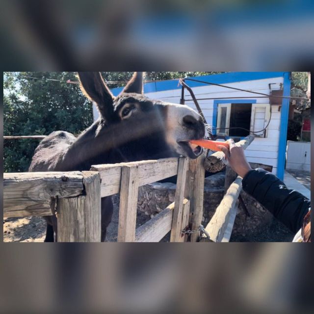 Albufeira Safari exploring villages, churches, castle & farm - The drive to Alte and the natural water stops