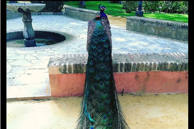 Alcazar and Cathedral of Seville Private Tour - Pickup, meeting point, and timing