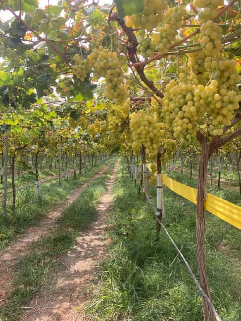 Alicante/Benidorm: Wine tasting tour,transfer,La Mola Castle - Tasting three wines with small snacks