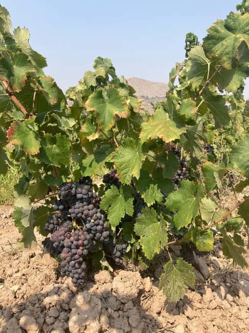 Alicante/Benidorm: Wine tasting tour,transfer,La Mola Castle - Who should book this outing?