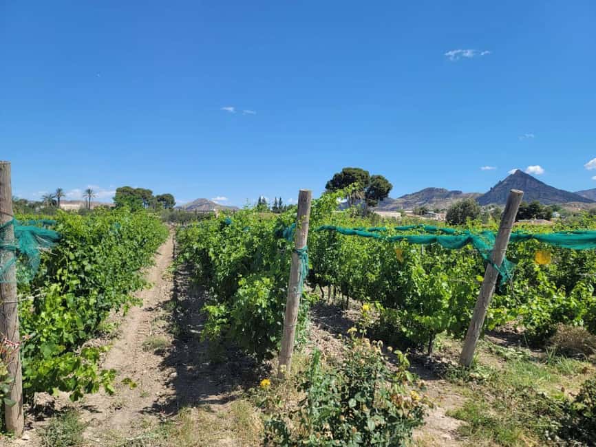 Alicante:Winery Tour+ Wine Tasting + Old castle - Is $64 Good Value?