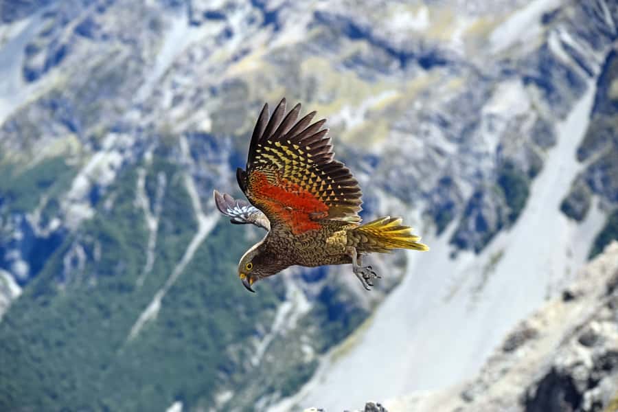 Arthur's Pass: TranzAlpine Train and Castle Hill Day Tour - Arthur’s Pass National Park and the Devil’s Punchbowl walk
