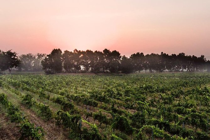 Baalback , Anjar & Chateau Ksara - The private car is worth more for four people