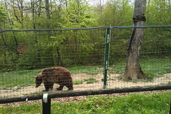 Bear Sanctuary and Bran Castle from Brasov - Libearty Bear Sanctuary: the best reason to go