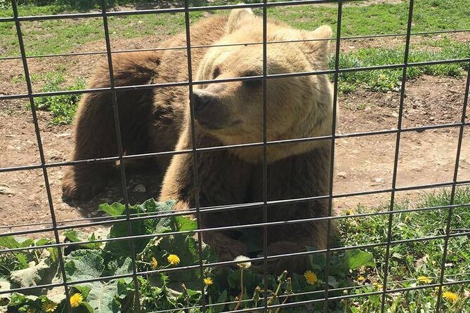 Bear Sanctuary and Bran Castle from Brasov - Price, tickets, and what you actually receive