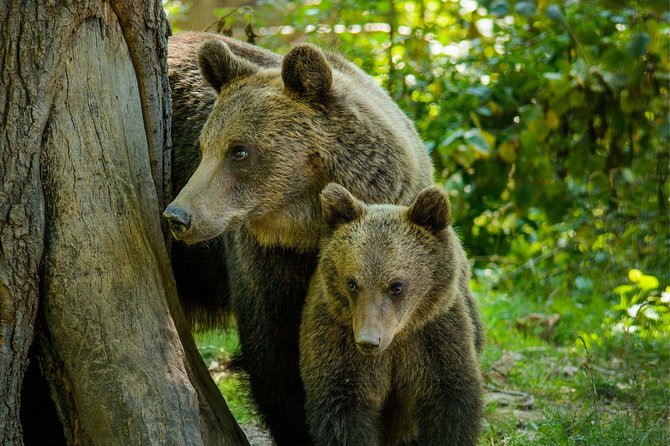 Bear Sanctuary and Dracula's Castle, 1-day Private Tour - Bran Castle beyond the Dracula label