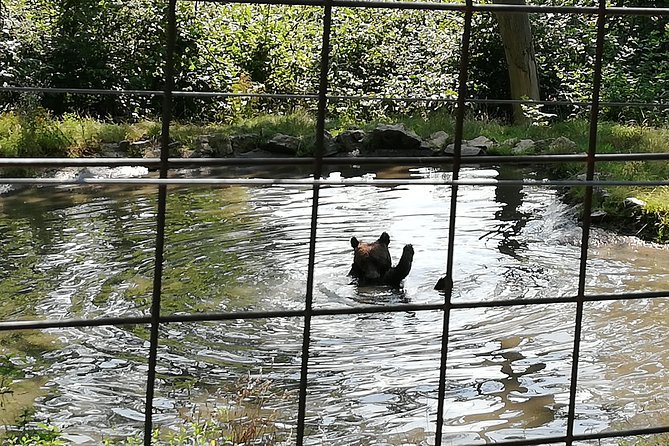 Bear Sanctuary and Dracula's Castle, 1-day Private Tour - Who will enjoy this private Transylvania day?