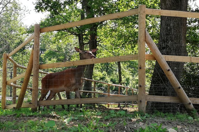 Bear Sanctuary and Dracula's Castle, 1-day Private Tour - Booking, cancellation, and practical planning
