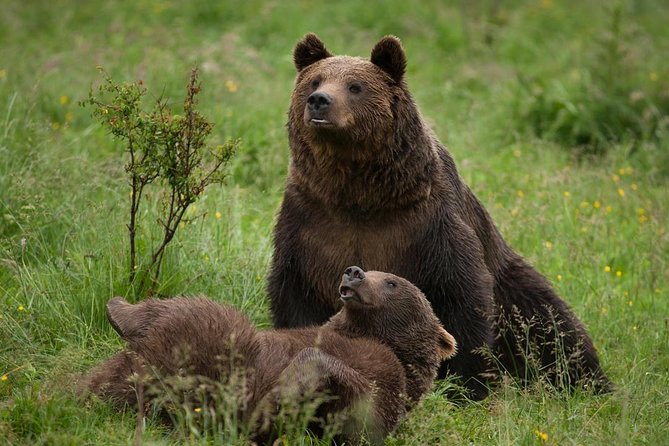 Bear Sanctuary & Rasnov Fortress - Private day tour from Bucharest - The long road from Bucharest to Zarnesti