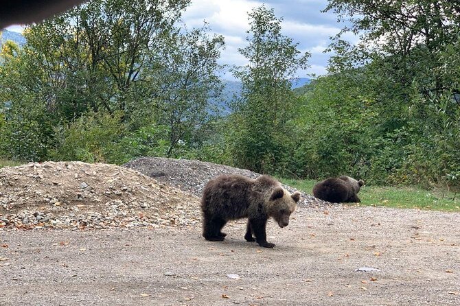 Bear Sanctuary & Rasnov Fortress - Private day tour from Bucharest - Rasnov Fortress and the view over Transylvania