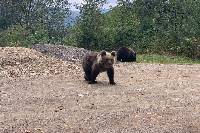Bear Sanctuary & Rasnov Fortress - Private day tour from Bucharest - Is $184.62 per person a fair price?