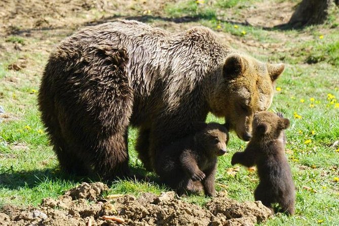 Bear Sanctuary & Rasnov Fortress - Private day tour from Bucharest - Who will enjoy this 10-hour outing?