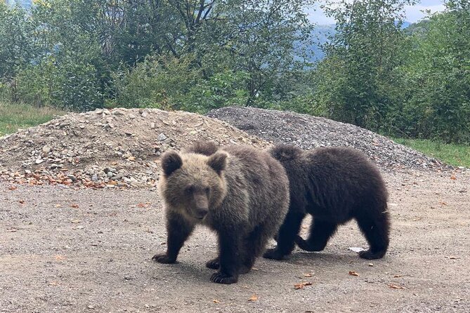 Bear Sanctuary & Rasnov Fortress - Private day tour from Bucharest - Small details that can make the day better