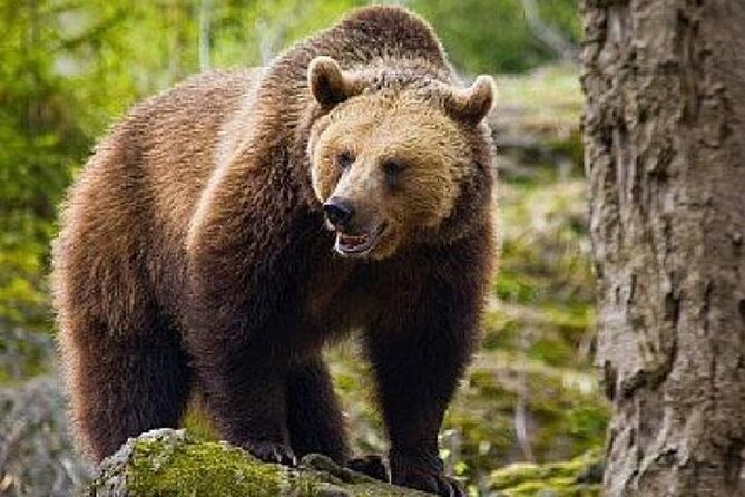 Bear Sanctuary Zarnesti,Bran Castle,Rasnov Fortres w/Hotel pickup - Three Transylvania sights in one carefully paced day
