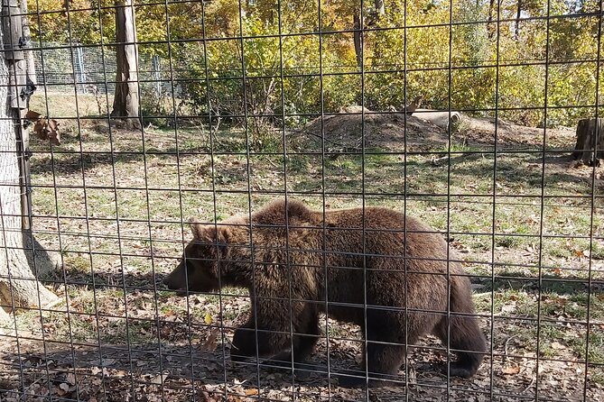 Bear Sanctuary Zarnesti,Bran Castle,Rasnov Fortres w/Hotel pickup - Meeting the bears at Libearty in Zarnesti