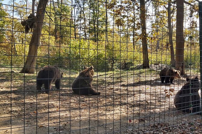 Bear Sanctuary Zarnesti,Bran Castle,Rasnov Fortres w/Hotel pickup - Understanding the real cost