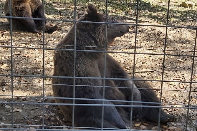 Bear Sanctuary Zarnesti,Bran Castle,Rasnov Fortres w/Hotel pickup - Booking details worth knowing