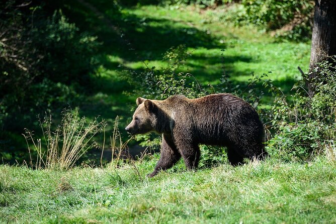 Bears Libearty Sanctuary and Dracula Bran Castle Day Trip - Why the bear sanctuary comes first
