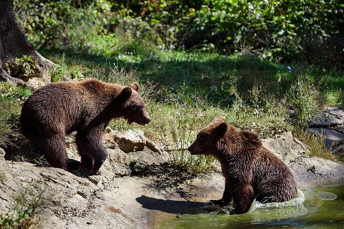 Bears Libearty Sanctuary and Dracula Bran Castle Day Trip - What makes Libearty different from a typical animal attraction