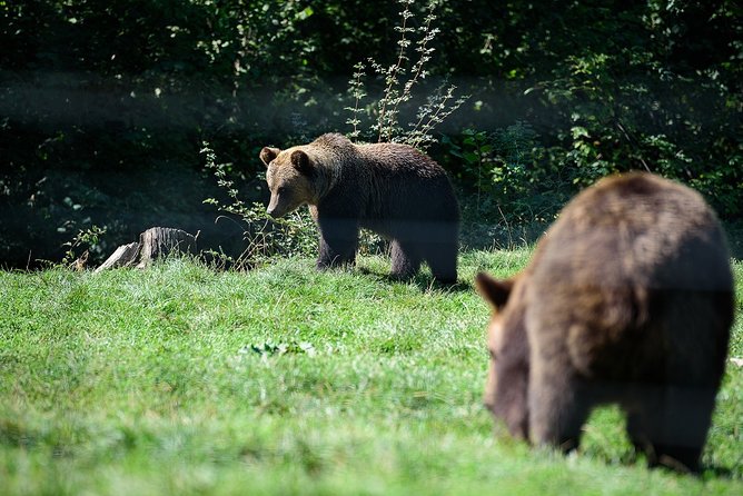 Bears Libearty Sanctuary and Dracula Bran Castle Day Trip - What the $240.77 price really covers