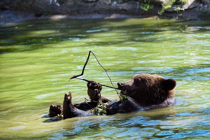 Bears Libearty Sanctuary and Dracula Bran Castle Day Trip - How to prepare for the 7:00 am departure