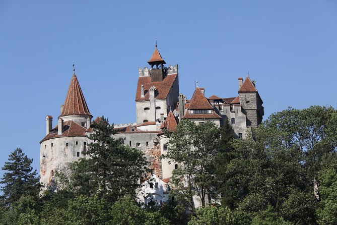 Bears Libearty Sanctuary and Dracula Bran Castle Day Trip - The right balance of bears, castles, and road time