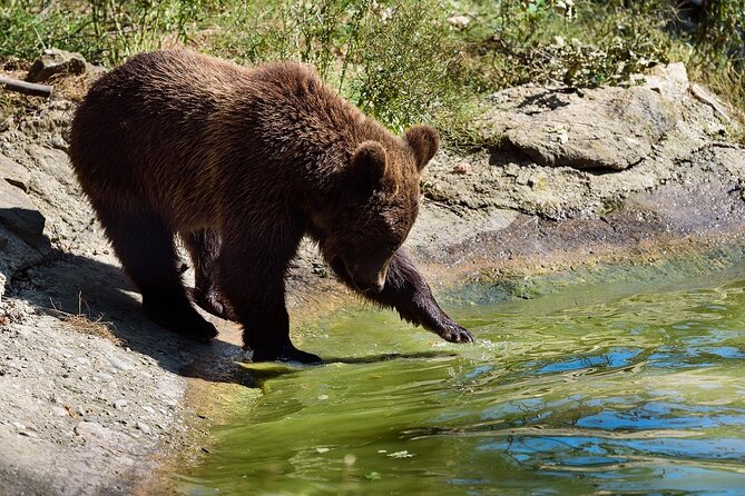 Bears Libearty Sanctuary and Dracula Bran Castle Day Trip - A long road day in a group of six