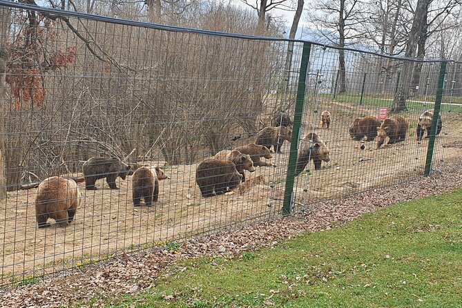 Bears Sanctuary, Dracula Castle and Brasov City - Full Day Trip from Bucharest - Why this route works from Bucharest