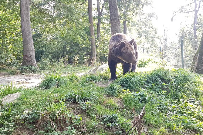 Bears Sanctuary, Dracula Castle and Brasov City - Full Day Trip from Bucharest - Libearty Bear Sanctuary: the day’s most affecting stop