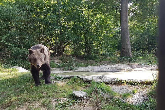 Bears Sanctuary, Dracula Castle and Brasov City - Full Day Trip from Bucharest - Is $343.13 per person good value?