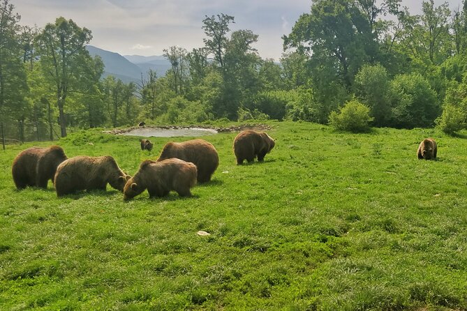 Bears Sanctuary, Dracula Castle and Poiana Brasov-Private day tour from Brasov - The best fit for families, couples, and first-time visitors