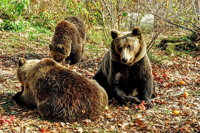 Bears Sanctuary, Dracula's Castle and Brașov City - Private Tour - Libearty Bear Sanctuary: the day’s most meaningful stop