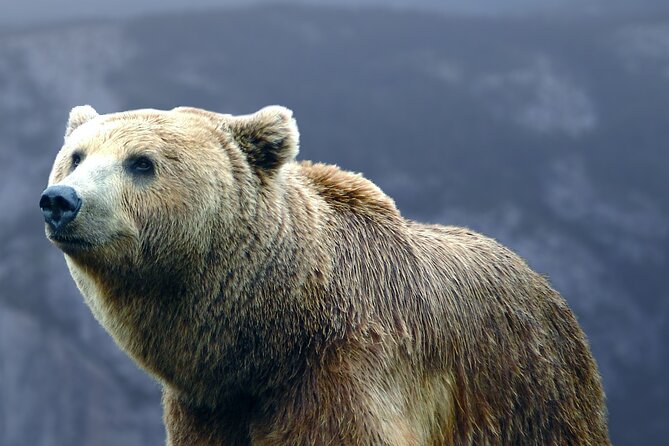Bears Sanctuary, Dracula's Castle, Brasov Day Trip Private Tour from Bucharest - Bran Castle and the Dracula Question