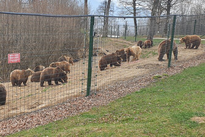 Bears Sanctuary, Dracula's Castle, Brasov Day Trip Private Tour from Bucharest - Who Should Book This Day Trip?