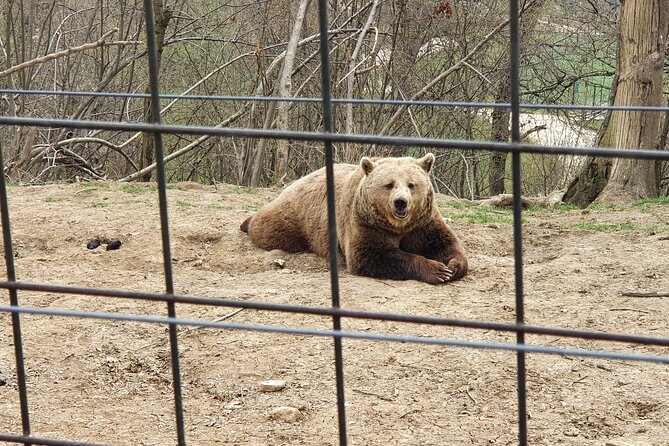 Bears Sanctuary, Dracula's Castle, Brasov Day Trip Private Tour from Bucharest - FAQ
