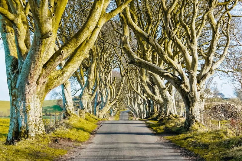 Belfast: Giant's Causeway, Dark Hedges, and Dunluce Castle - Two hours among the Giant’s Causeway columns