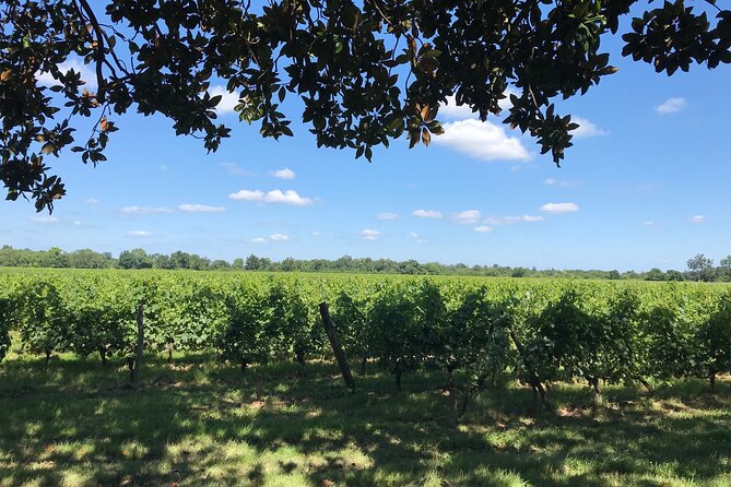 Blending workshop and tour of the chateau - Taking home your personalized bottle