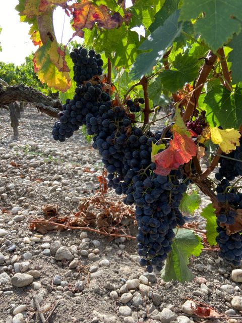 Bordeaux: Saint Emilion Village with Chateaus & Wine Tasting - Meeting at Allée de Tourny and setting out from Bordeaux
