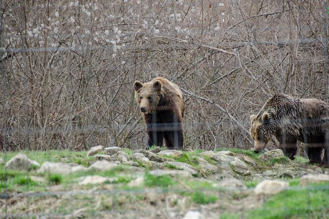 Bran Castle, Bear Sanctuary, and Rasnov Fortress Half Day Tour - Should You Book It?