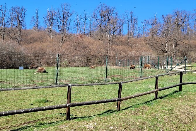 Bran Castle & Bear Sanctuary from Brasov - Optional Peles Castle - Guides, organization, and the human side