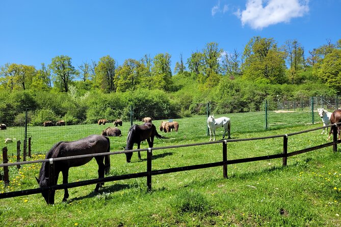 Bran Castle & Bear Sanctuary from Brasov - Optional Peles Castle - Libearty Bear Sanctuary: the strongest stop on the route