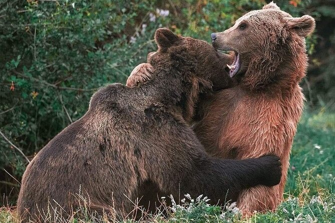 Brasov: Bear Sanctuary, Bran Castle & Rasnov Fortress GUIDED Tour - Why Libearty Bear Sanctuary is the heart of the day