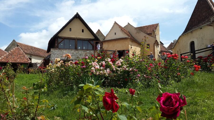 Brasov: Bear Sanctuary, Bran Castle & Rasnov Fortress Tour - Why this day works so well from Brasov