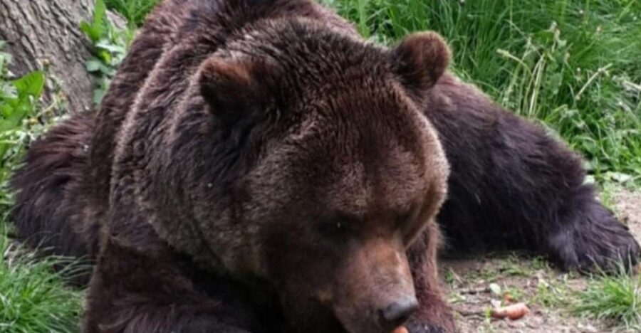 Brasov: Bear Sanctuary, Bran Castle & Rasnov Fortress Tour - Bran Castle: history, legend, and a busy name
