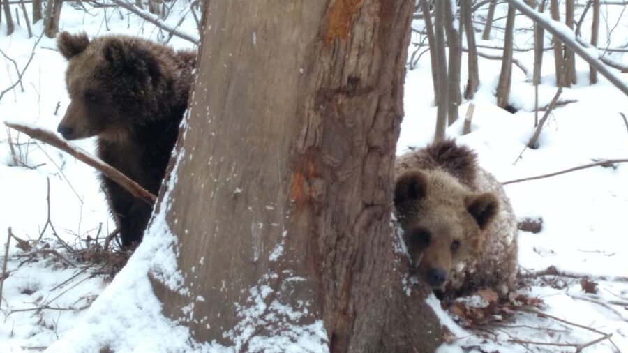 Brasov: Bear Sanctuary, Bran Castle & Rasnov Fortress Tour - Rasnov Fortress: a strong final view