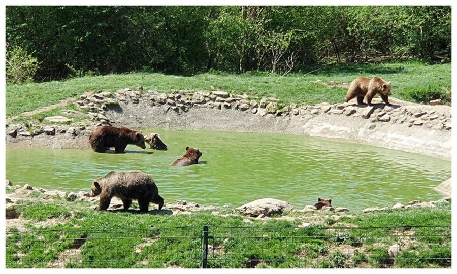 Brasov: Bear Sanctuary, Dracula Castle, and Râşnov Fortress - Why the bear sanctuary is the heart of the day
