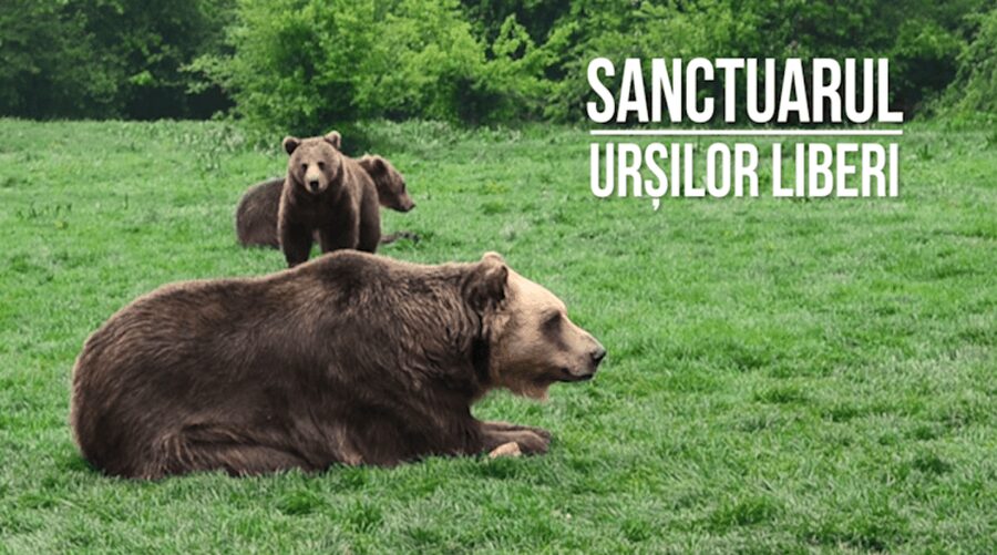 Brasov: Bear Sanctuary, Dracula Castle, and Râşnov Fortress - Should you book this Braşov day trip?
