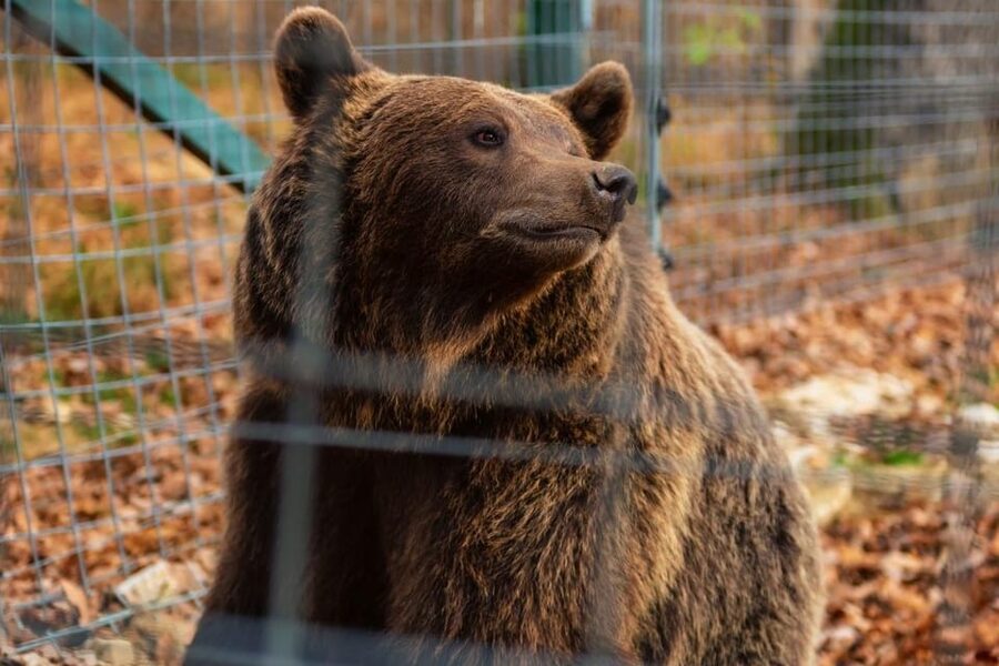Bucharest: Bran Castle and Bear Sanctuary Small-Group Tour - Libearty Bear Sanctuary: the day’s most meaningful stop
