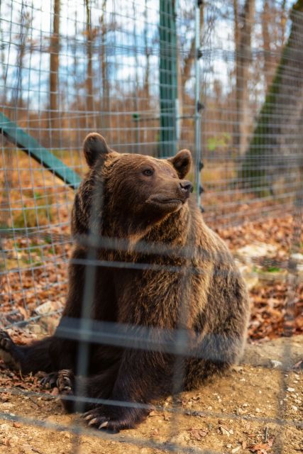 Bucharest: Bran Castle and Bear Sanctuary Small-Group Tour - Who should book this experience?
